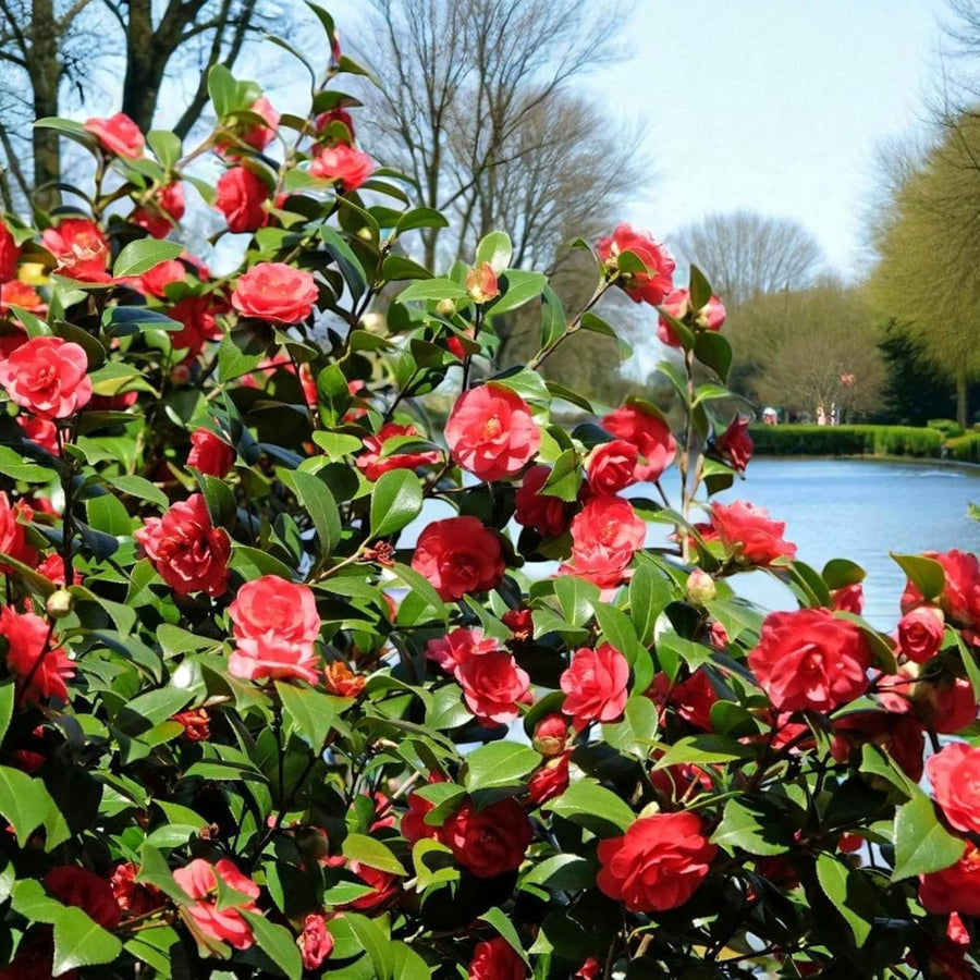 Camellia Lady Campbell Plant  2
