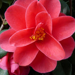 Camellia Mary Williams Plant  3
