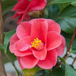 Camellia Mary Williams Plant  2