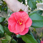 Camellia Mary Williams Plant  4