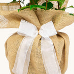 Camellia Nuccio Pearl Gift Wrapped - 30th Wedding Anniversary  2