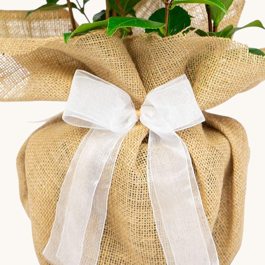 Camellia Nuccio Pearl Gift Wrapped - 30th Wedding Anniversary  2