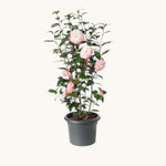 Camellia Nuccio Pearl Gift Wrapped - 30th Wedding Anniversary  4