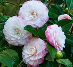 Camellia Nuccio Pearl Gift Wrapped - 30th Wedding Anniversary  3