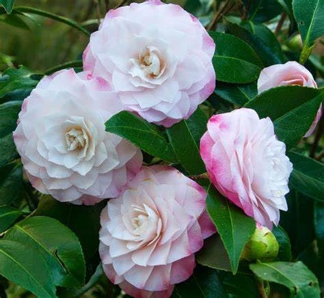 Camellia Nuccio Pearl Gift Wrapped - 30th Wedding Anniversary  3