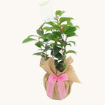 Camellia Nuccio Pearl Gift Wrapped - 30th Wedding Anniversary  1