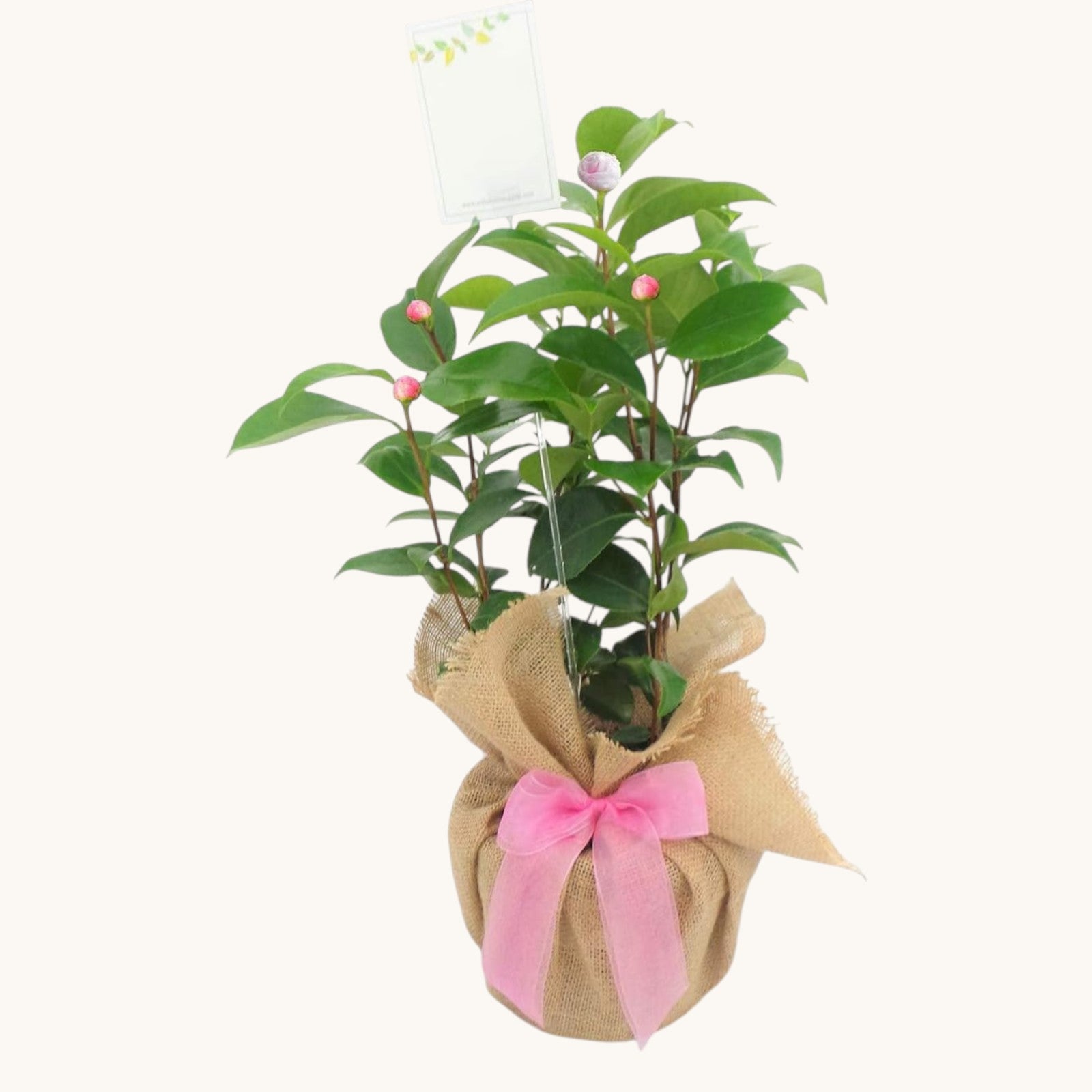 Camellia Nuccio Pearl Gift Wrapped 30th Wedding Anniversary
