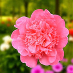 Camellia Anticipation  2