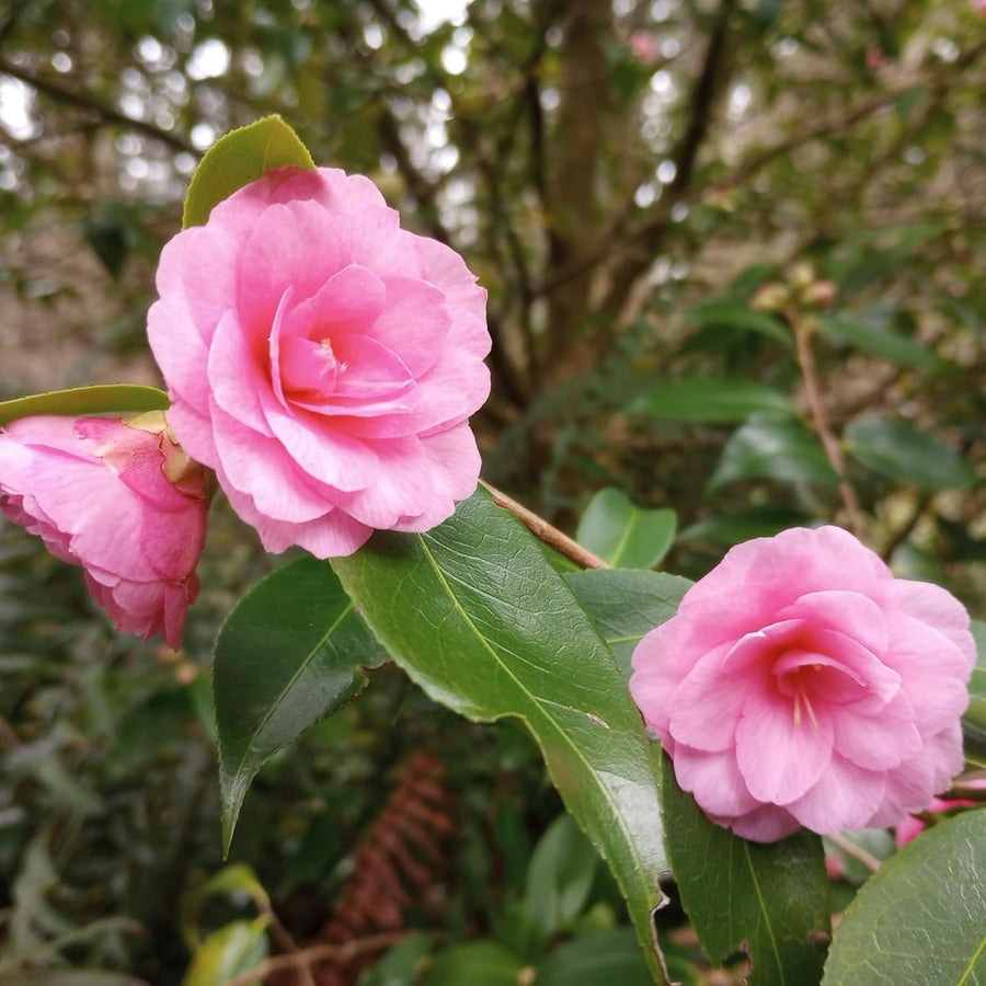 Camellia Spring Festival Plants  2