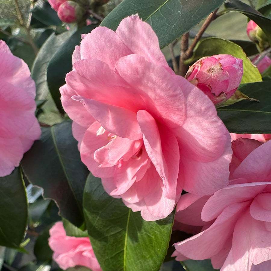 Camellia Spring Festival Plants  3