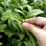 Camellia Tea Plant Gift in Terracotta Pot  1