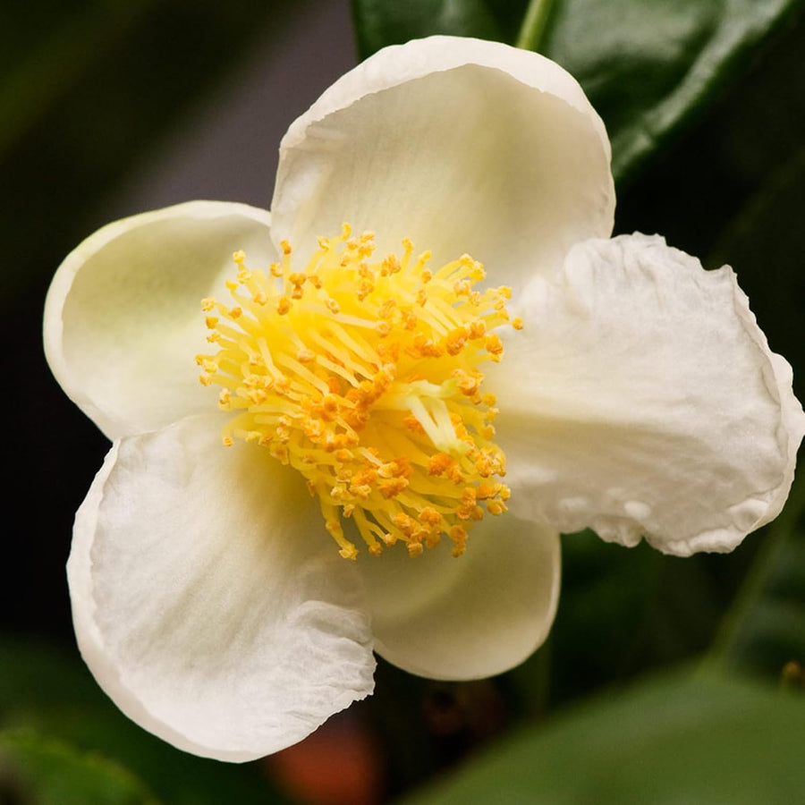 Camellia Tea Plant Gift in Terracotta Pot  3