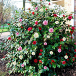Camellia Tricolour Plant Gift in Terracotta Pot  2