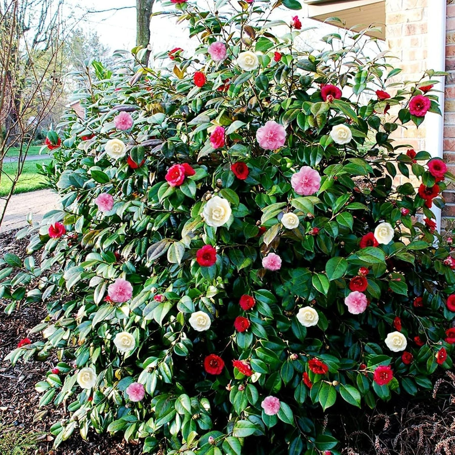 Camellia Tricolour Plant Gift in Terracotta Pot  2