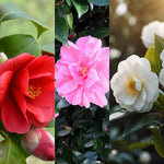 Camellia Tricolour Plant Gift in Terracotta Pot  1