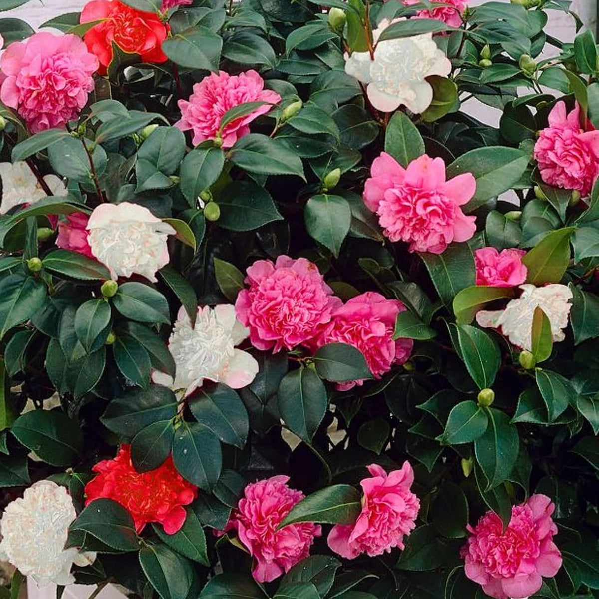 Camellia Japonica Tricolour Plant Gift in Terracotta Pot