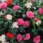 Camellia Tricolour Plant Gift in Terracotta Pot  4