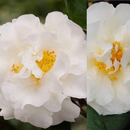Camellia Williamsii ETR Clayton Plant  2