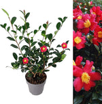 Camellia Yuletide  3