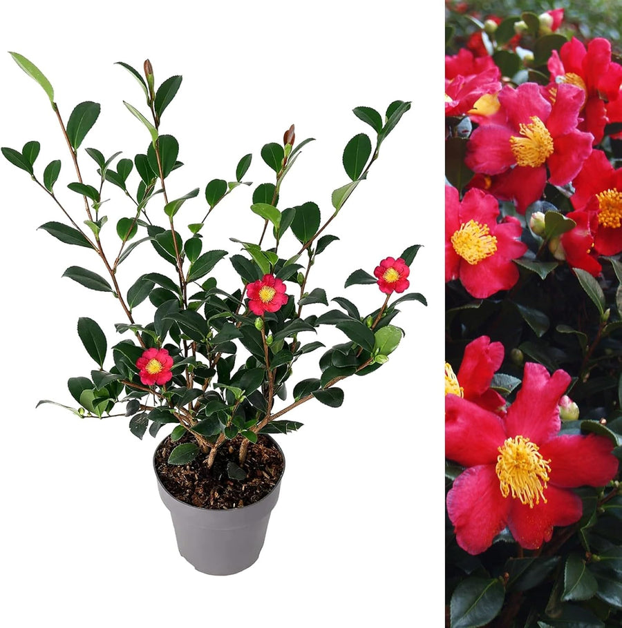 Camellia Yuletide  3