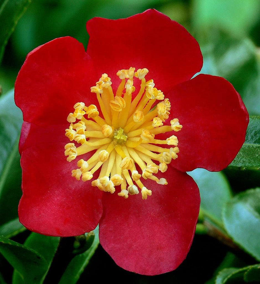 Camellia Yuletide  1