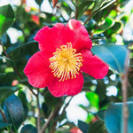 Camellia Yuletide Plant Gift in Terracotta Pot  4