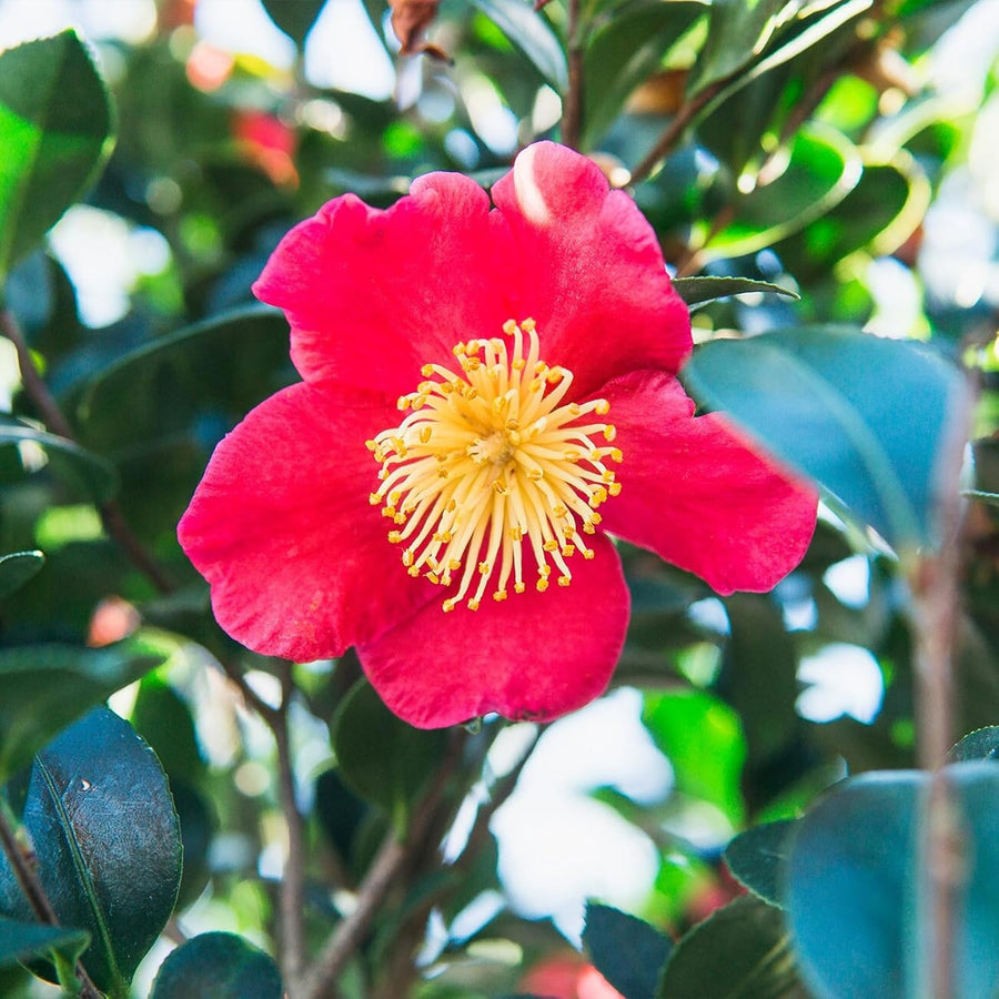 Camellia Yuletide Plant Gift in Terracotta Pot  4