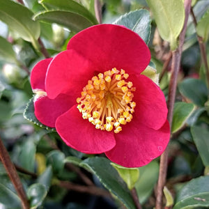 Camellia Yuletide Plant Gift in Terracotta Pot