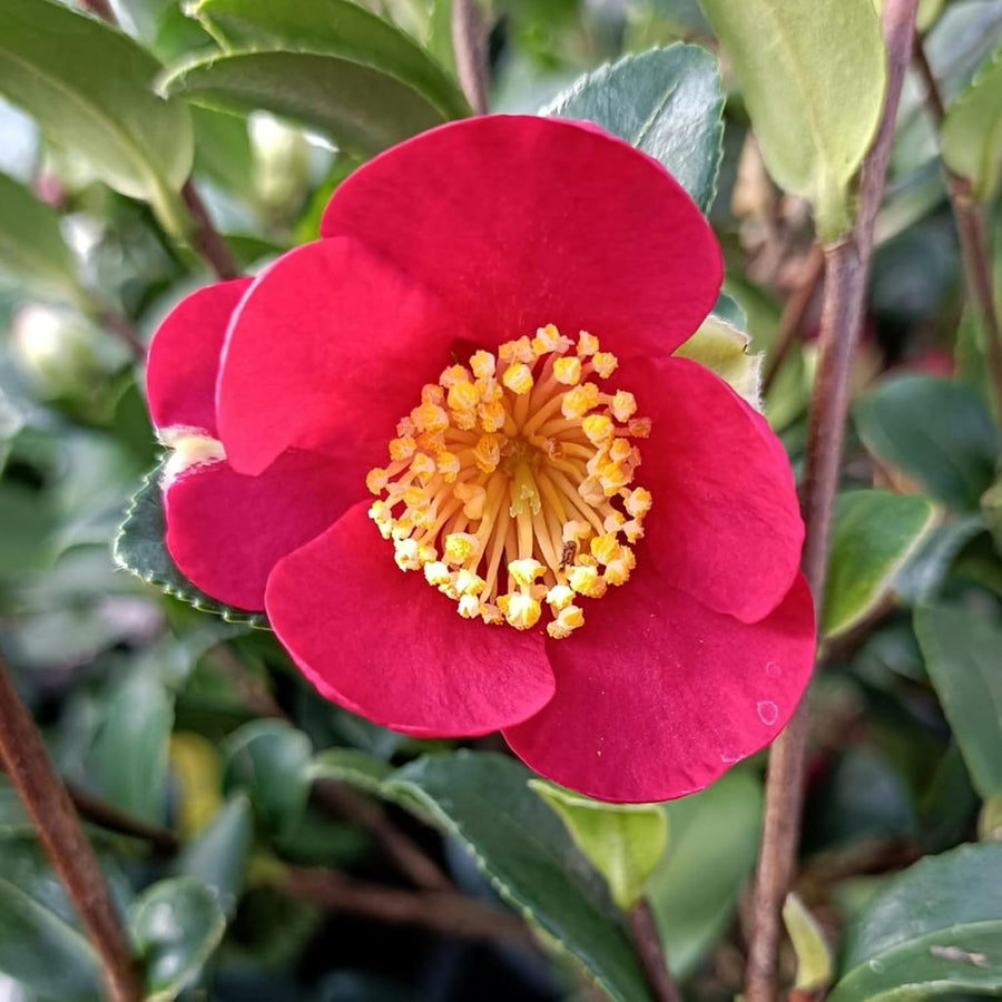 Camellia Yuletide Plant Gift in Terracotta Pot  1