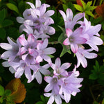 Campanula Caroline Plant  2