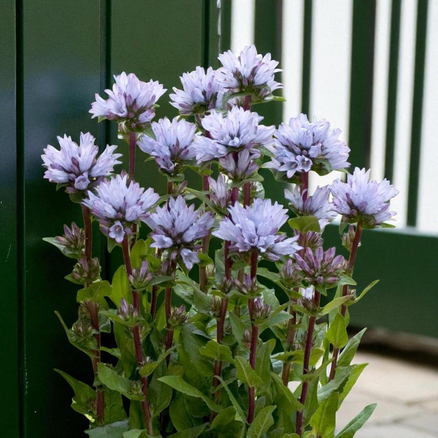 Campanula Caroline Plant  4