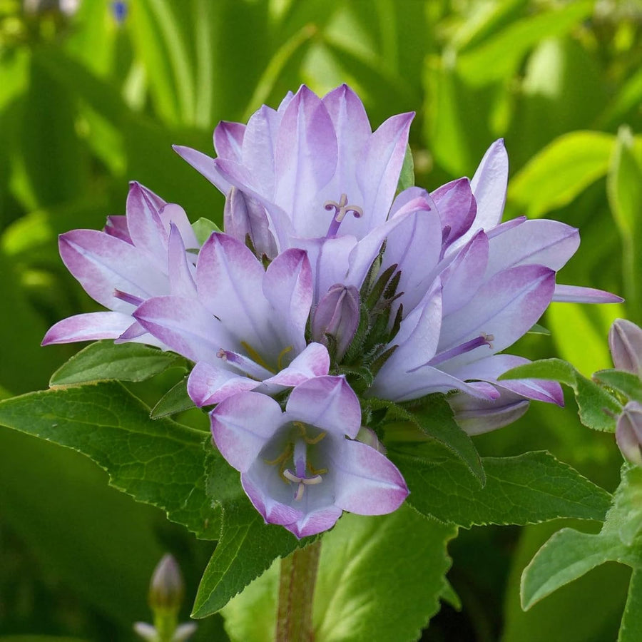 Campanula Caroline Plant  3