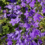Campanula Clockwise Blue  1