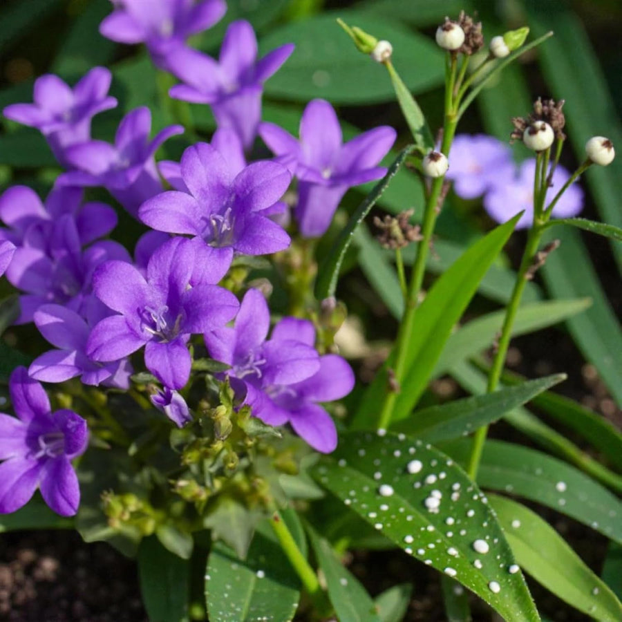 Campanula Clockwise Blue  2