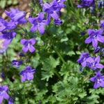 Campanula Clockwise Blue  3