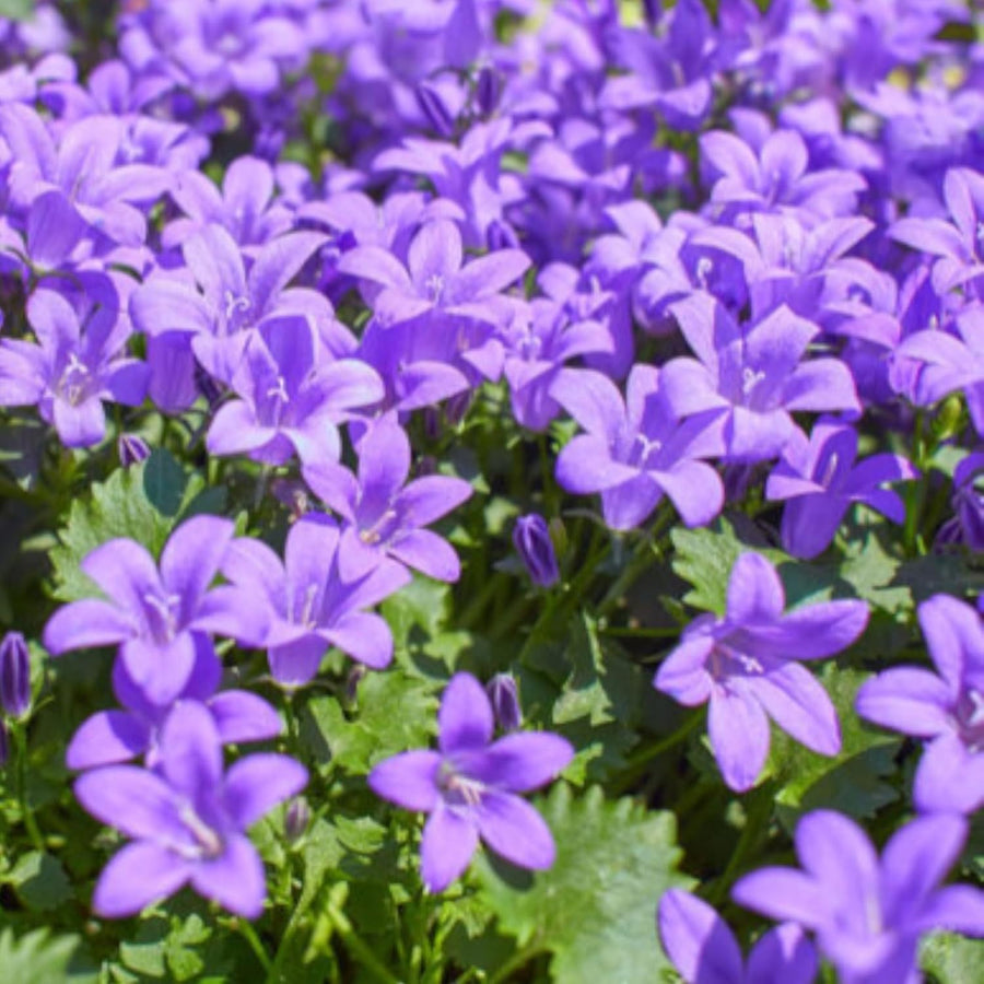 Campanula Clockwise Blue  4