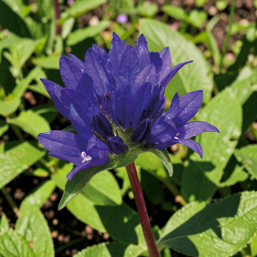 Campanula Glomerata Superba  3