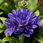 Campanula Glomerata Superba  1