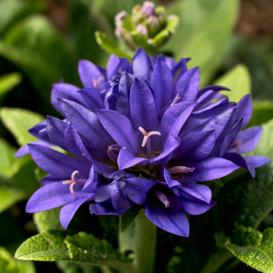 Campanula Glomerata Superba  1