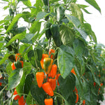 Capsicum Chilli Orange Spice F1  3
