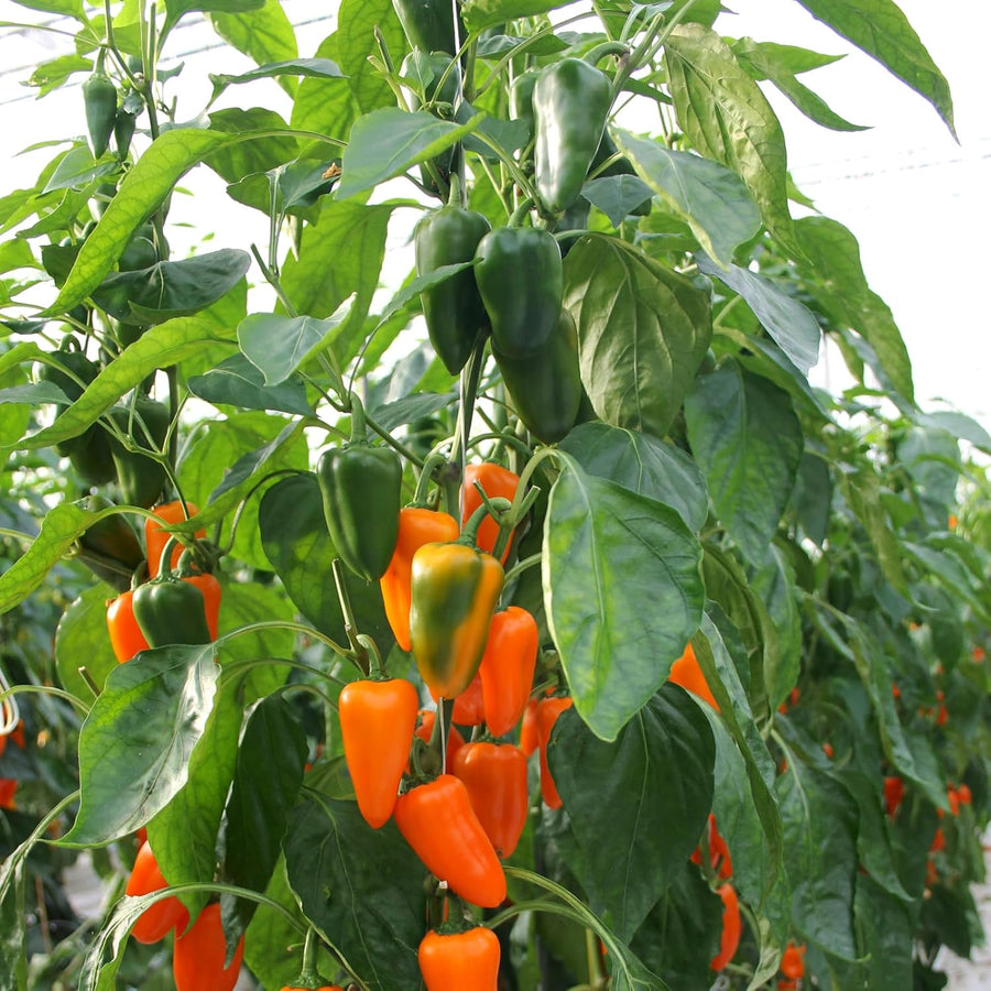 Capsicum Chilli Orange Spice F1  3