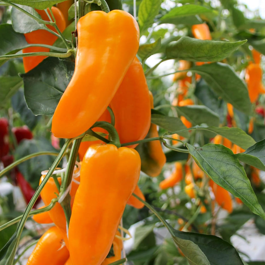 Capsicum Chilli Orange Spice F1  4