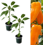 Capsicum Chilli Orange Spice F1  2