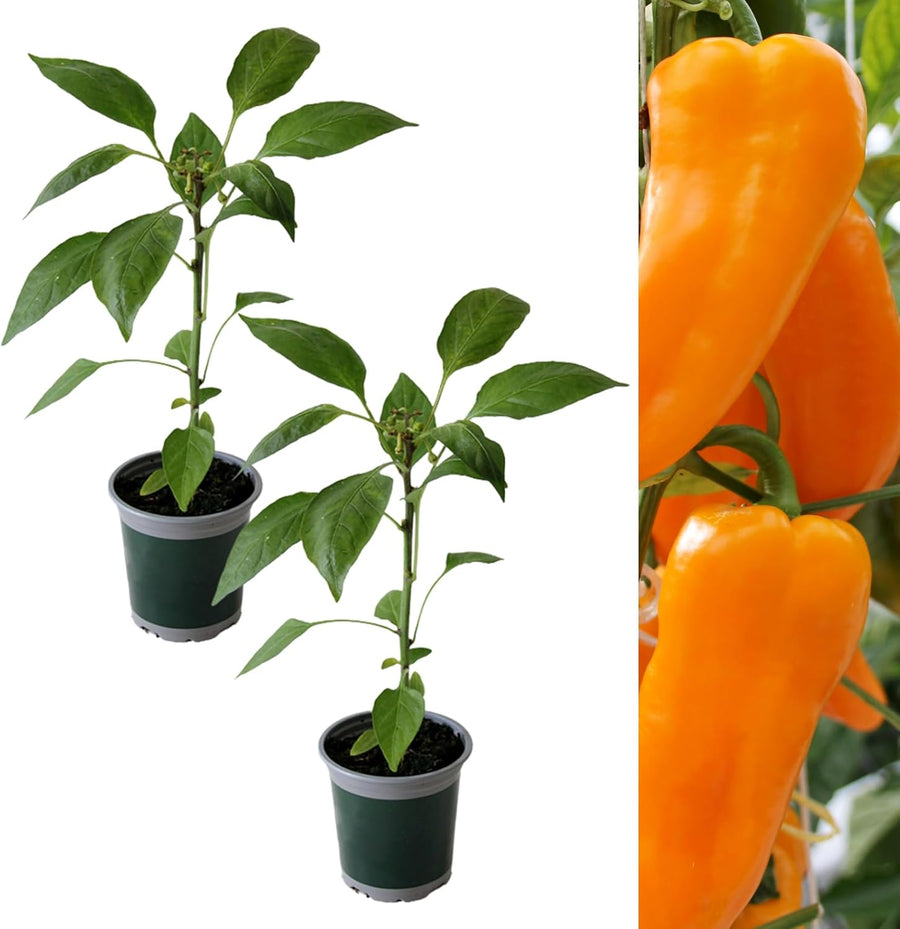 Capsicum Chilli Orange Spice F1  2