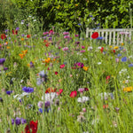 Carbeth Plants UK Native Wildflower Seed Mix  1