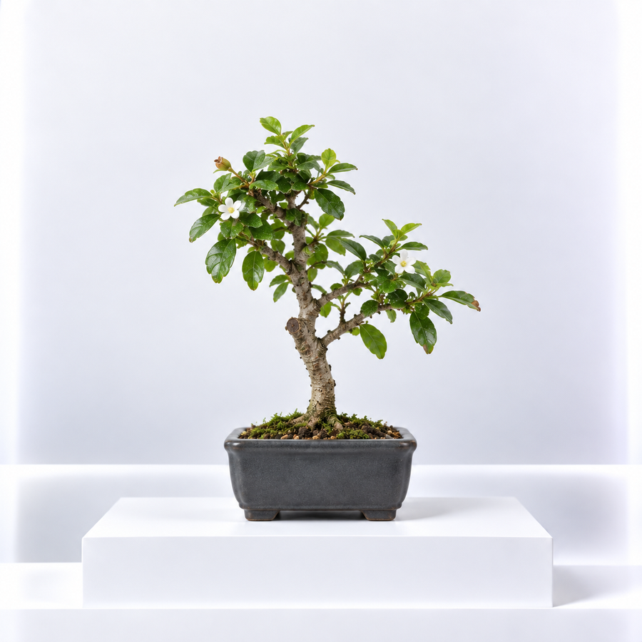 Carmona Microphylla Bonsai  1