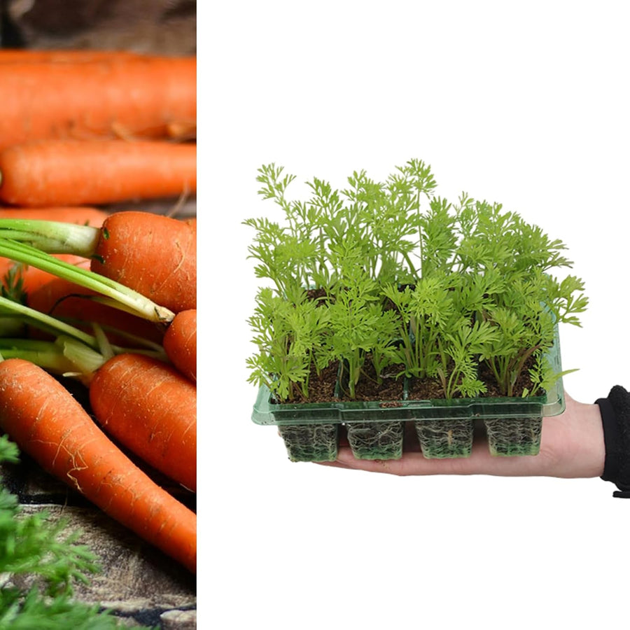 Carrot F1 Napoli  2