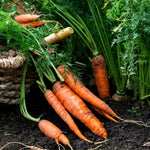 Carrot F1 Napoli  3