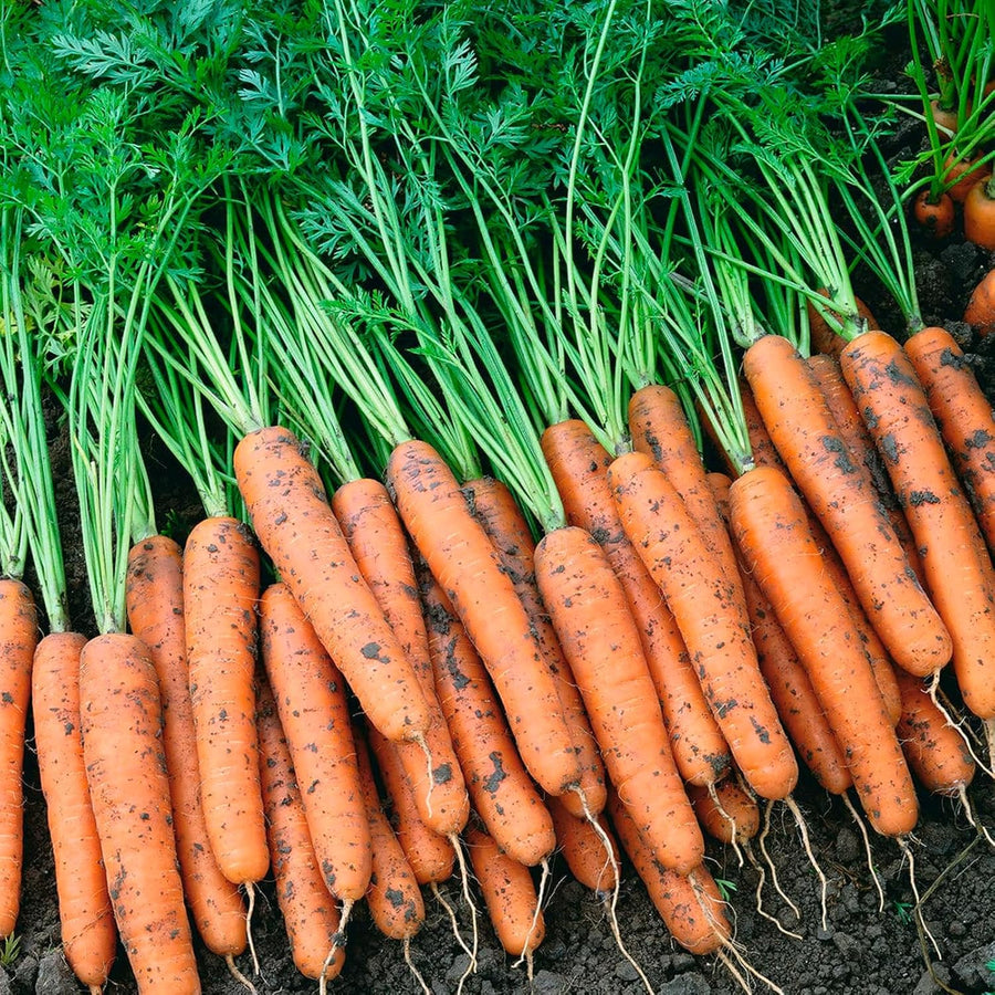 Carrot Plants  3