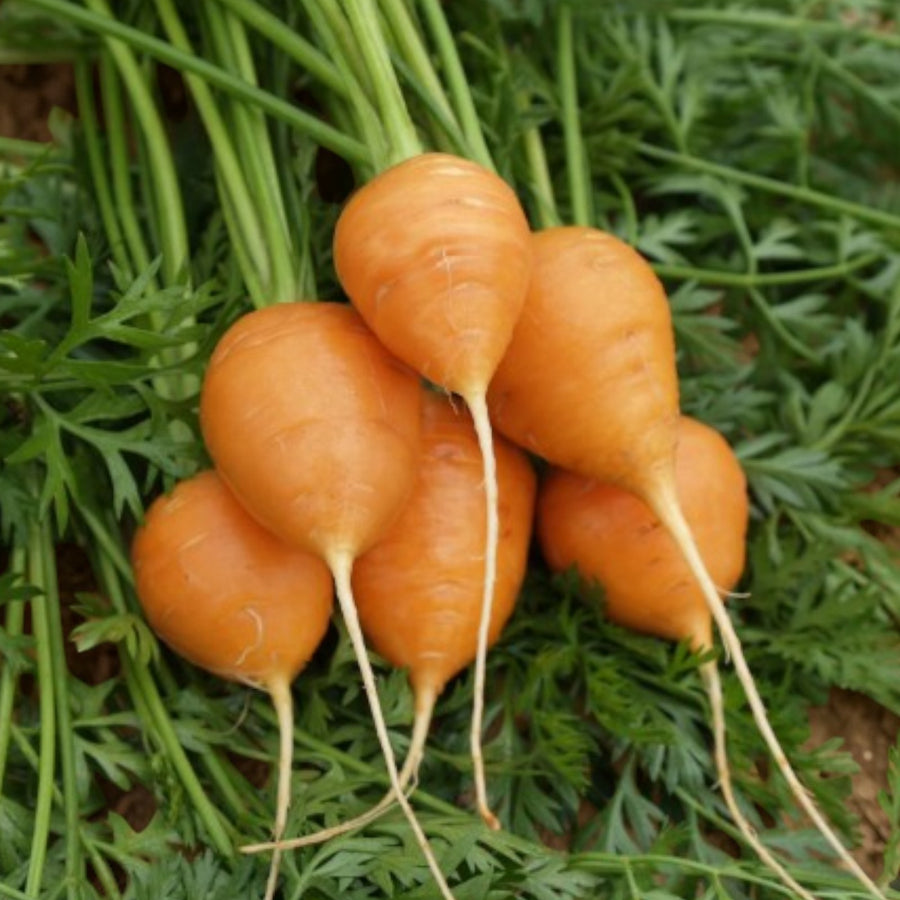 Carrot Plants  6